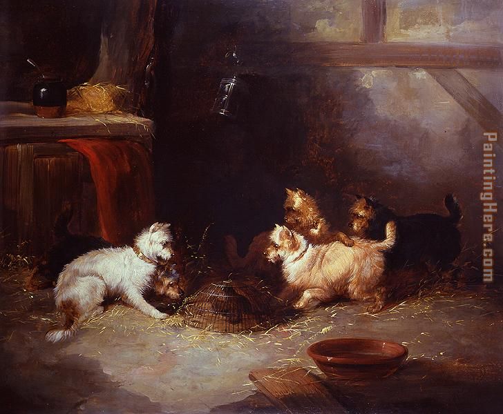 Terriers Ratting painting - George Armfield Terriers Ratting art painting